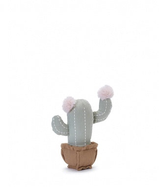 Little Blooming Cactus