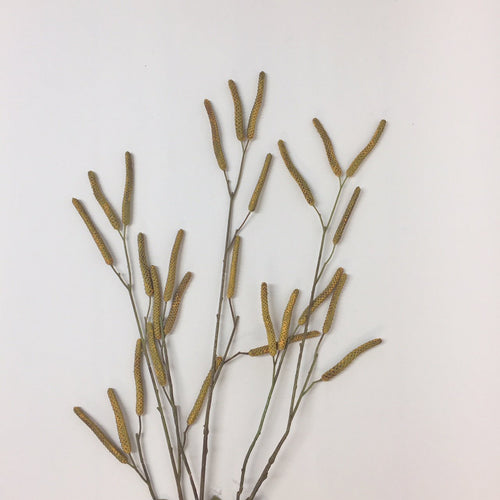 Dried Acacia Spray