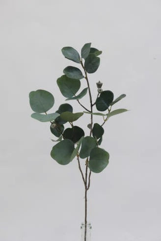 Eucalyptus Radiata Spray